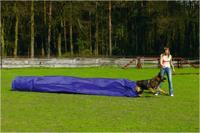 Beeztees Agility Tunnel met Zak - Hondenspeelgoed - 500x60x60 cm