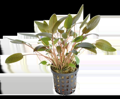 AquaVitaal Cryptocoryne Wendtii Bruin AquaVitaal Cryptocoryne Wendtii Bruin