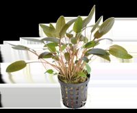 AquaVitaal Cryptocoryne Wendtii Bruin