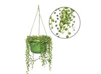 Senecio 'String of Pearls' hanging plant