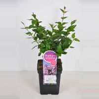 Dwergsering (syringa "Josee") - 40-60 cm - 1 stuks - thumbnail