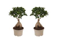 Ficus Ginseng 'Japanse Bonsai' - set van 2