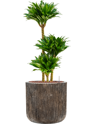 Dracaena Compacta in Baq Luxe Lite Universe Dracaena Compacta in Baq Luxe Lite Universe