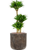 Dracaena Compacta in Baq Luxe Lite Universe