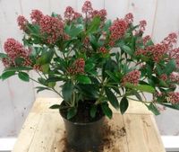 Skimmia rood 40 cm - Warentuin Natuurlijk