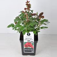 Trosroos (rosa "Red Meilove"®) - C5 - 1 stuks