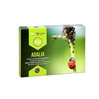 Adalia-300 larven