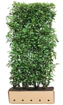 Kant & klaar haag Prunus laurocerasus Genolia 200 x 100 cm breed Laurierkers Quickhedge - Quickhedge