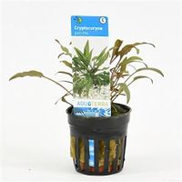 Cryptocoryne petchii - 6 stuks - aquarium plant - thumbnail