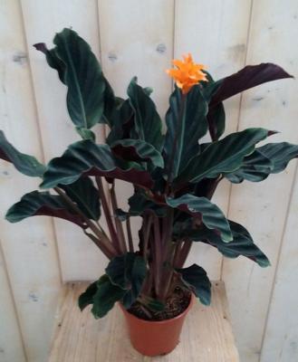 Calathea Crocata - Warentuin natuurlijk