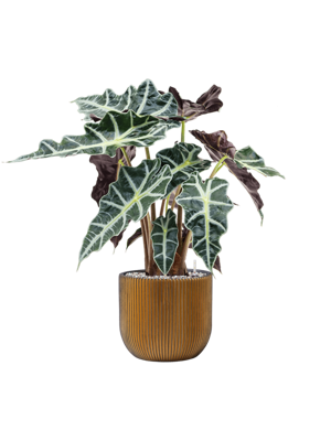 Alocasia Polly in Capi Nature Groove Egg