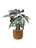 Alocasia Polly in Capi Nature Groove Egg