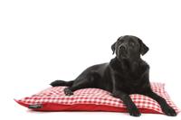 Lex & Max Hondenkussen Carlos Rood - 100 x 70cm - Kussenhoes