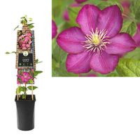 Clematis Ville de Lyon - bosrank 75 cm