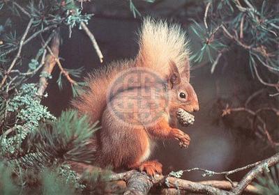 Red Alert Puzzel 1000 Stukjes