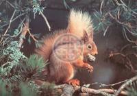 Red Alert Puzzel 1000 Stukjes