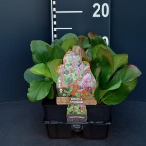 Schoenlappersplant (bergenia cordifolia) bodembedekker - 6-pack - 1 stuks