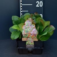 Schoenlappersplant (bergenia cordifolia) bodembedekker - 6-pack - 1 stuks