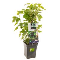 Zwarte bes Ribes nigrum struik 60 cm - thumbnail