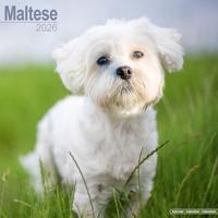 Maltese Calendar 2026 Square Dog Breed Wall Calendar - 16 Month