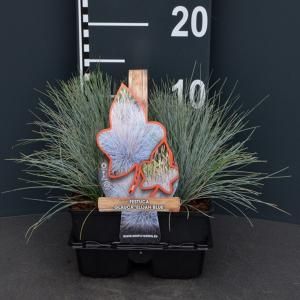 Zwenkgras (Festuca glauca "Elijah Blue") bodembedekker - 4-pack - 1 stuks