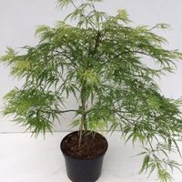 Japanse esdoorn (Acer palmatum "Dissectum") heester - 30-40 cm - 1 stuks - thumbnail