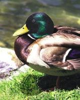 Mallard (wilde eend) - thumbnail