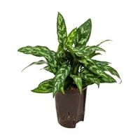 Aglaonema maria hydrocultuur plant - thumbnail