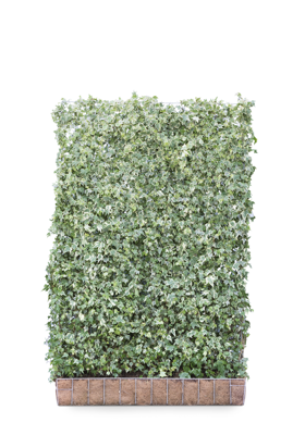 Mobilane Kant en klaar haag Hedera helix White Ripple 120x180cm.