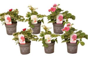 Aardbeienplant "Fragaria Summer Breeze" - set van 6