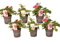 Aardbeienplant "Fragaria Summer Breeze" - set van 6 - thumbnail