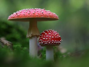 Tuinposter Paddestoelen 2