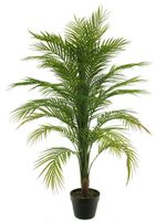 Areca palm in pot green 120cm - thumbnail