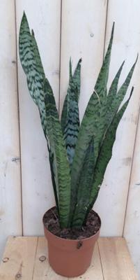 Vrouwentong Sansevieria donkergroen 50 cm kamerplant Sanseveria Warentuin Natuurlijk - Warentuin natuurlijk Vrouwentong Sansevieria donkergroen 50 cm kamerplant Sanseveria Warentuin Natuurlijk - Warentuin natuurlijk