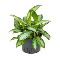 Aglaonema silver bay L hydrocultuur plant - thumbnail