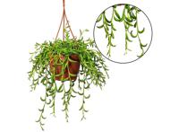 Senecio 'String of Bananas' hanging plant - thumbnail