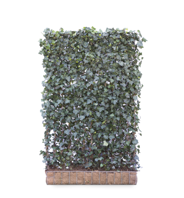 Kleinbladige klimop mobilane kant en klaar haag