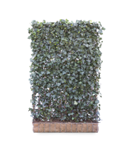 Kleinbladige klimop mobilane kant en klaar haag