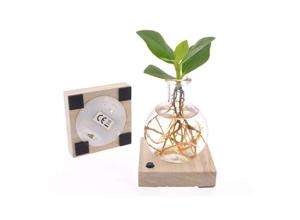 Mini Clusia plant in glas met LED verlichting - Hydroponie