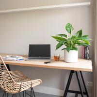 Lepelplant 'Spathiphyllum'