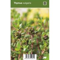 Tijm (thymus vulgaris) kruiden - 12 stuks