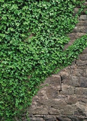 Klimop 4-delig Fotobehang 184x254cm Klimop 4-delig Fotobehang 184x254cm