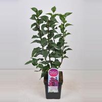 Sering (syringa vulgaris "Znamya Lenina") - 50-70 cm - 1 stuks - thumbnail