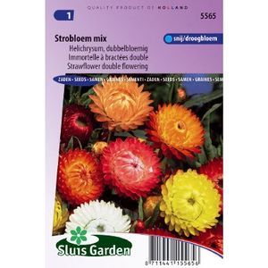 Helichrysum Bracteatum Monstrosum zaden Strobloem