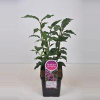 Sering (syringa villosae "Red Wine") - 30-50 cm - 1 stuks - thumbnail