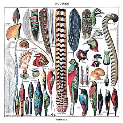 Plumes - 10 inch Vinyl;10 inch Vinyl (8435008881979)