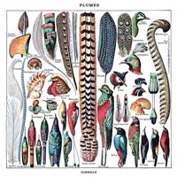 Plumes - 10 inch Vinyl;10 inch Vinyl (8435008881979)