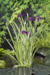 Water Iris klaar in vijvermand / Iris kaempferi 'Variegata'