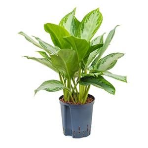 Aglaonema silver bay S hydrocultuur plant