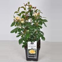 Trosroos (rosa "Sunstar"®) - C5 - 1 stuks